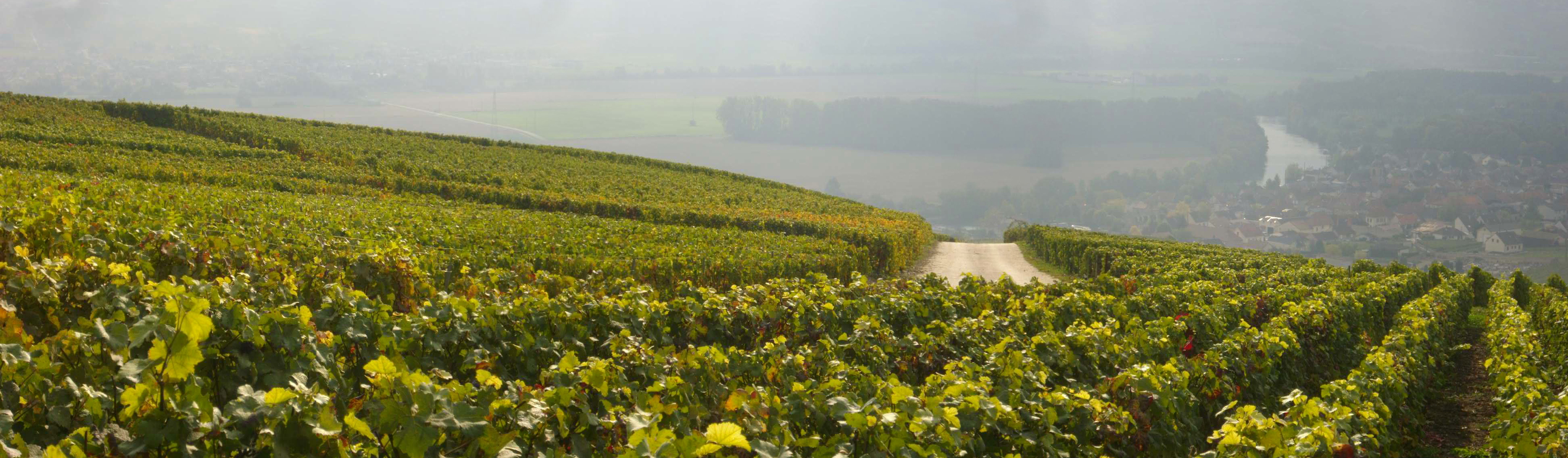 Vigneti nella regione dello Champagne